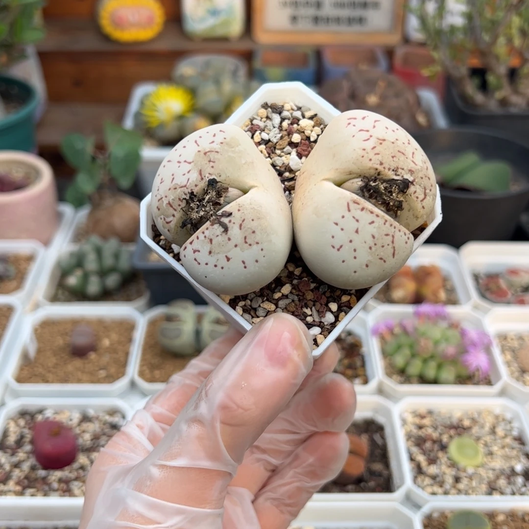 大白多肉植物多肉植物