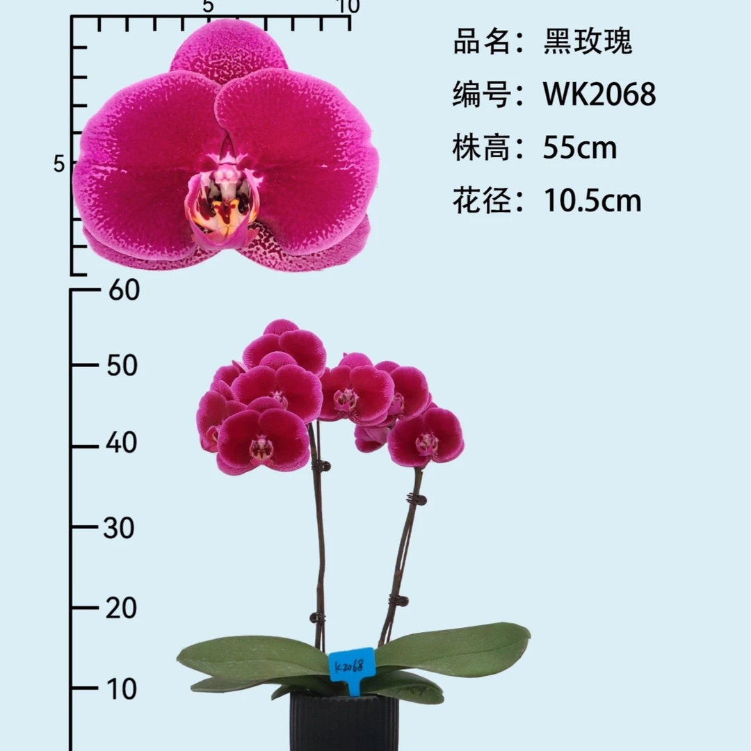 【黑玫瑰】蝴蝶兰花苗3.5寸