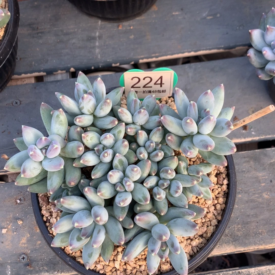 松果美人老桩平头224