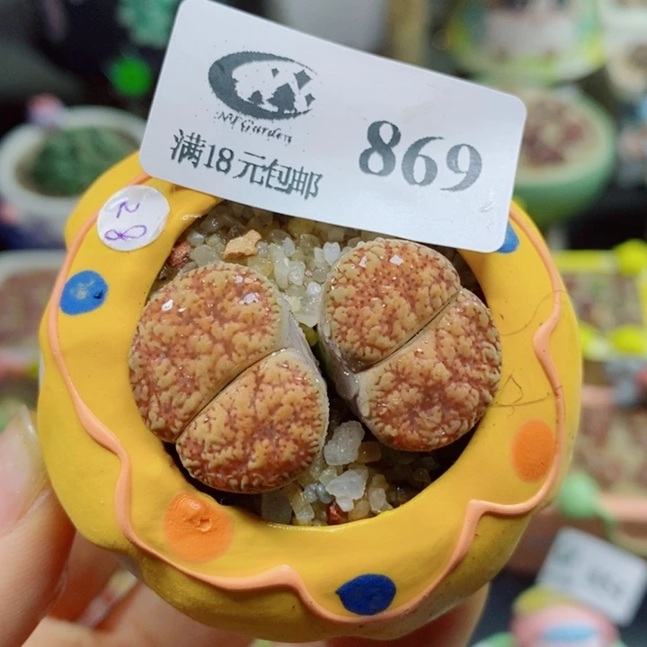 生石花花花花花869