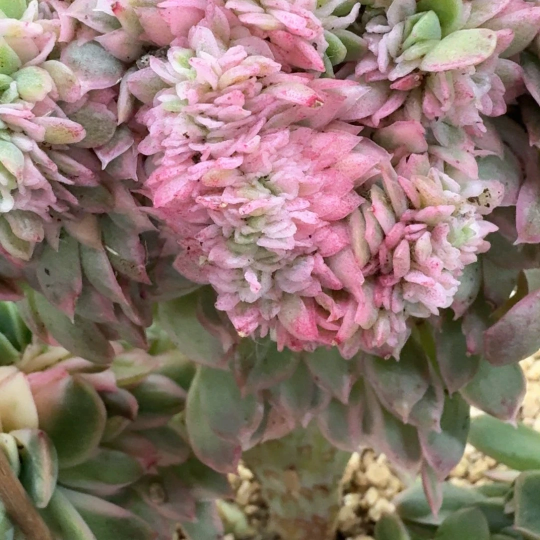 10.11冰玫瑰锦缀化