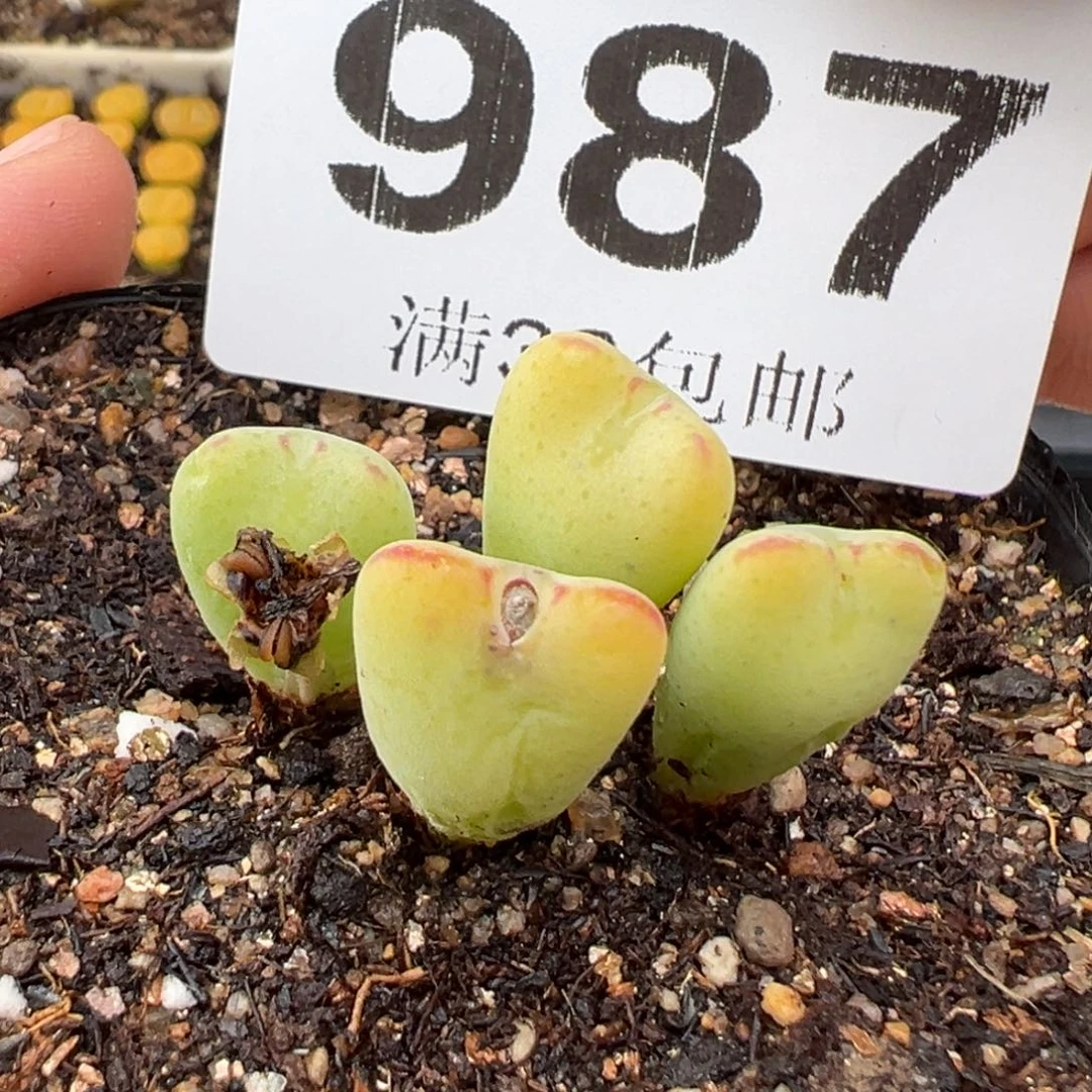 2.17好看的多肉987