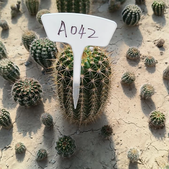 柠****千清1号瑕疵无售后