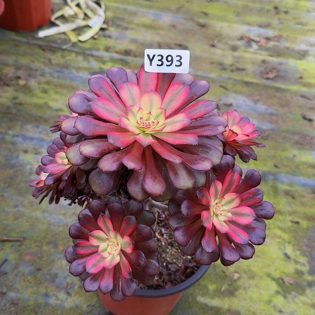 晴*.93月蝉4444有个断指冠服23左右