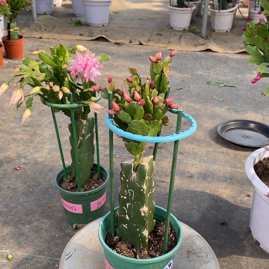 鱼***飞完全开放芒果黄色9998