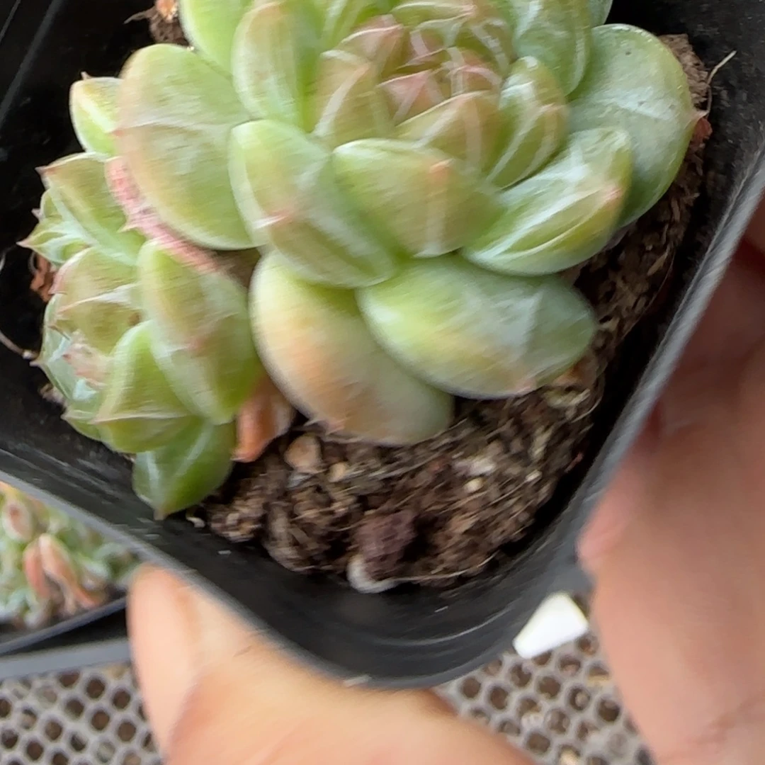 小卡拉米糖心一物一拍23-92