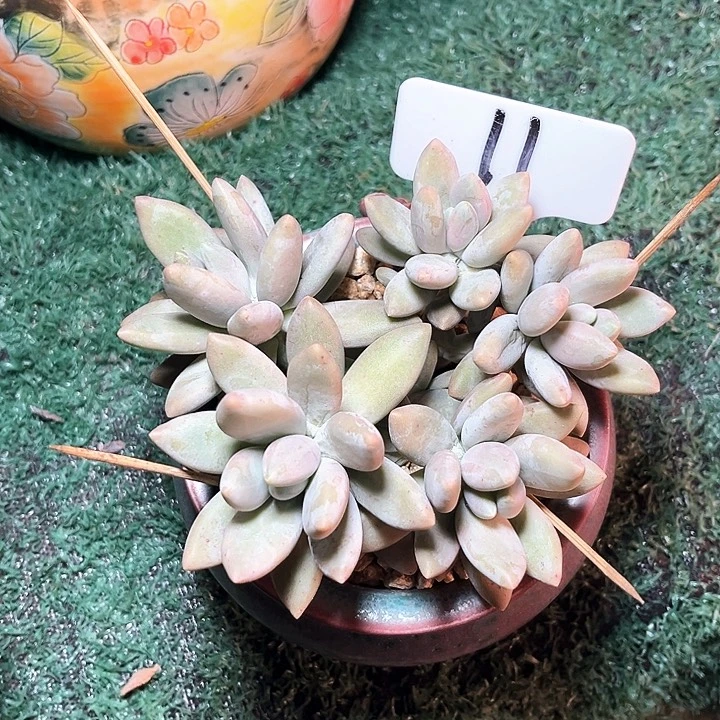 白兰地11号码牌子的话