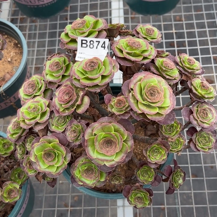 874魅金玫瑰朵朵25厘米左右