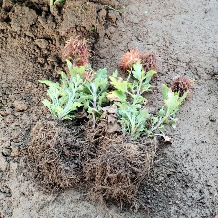 完全开放裸根剪花发货无售后一物一拍随机5颗