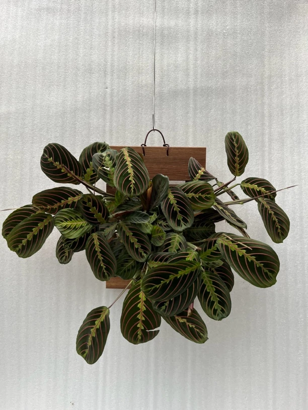 叶蝉竹芋室内外耐阴长藤观叶绿植盆栽适合客厅阳台