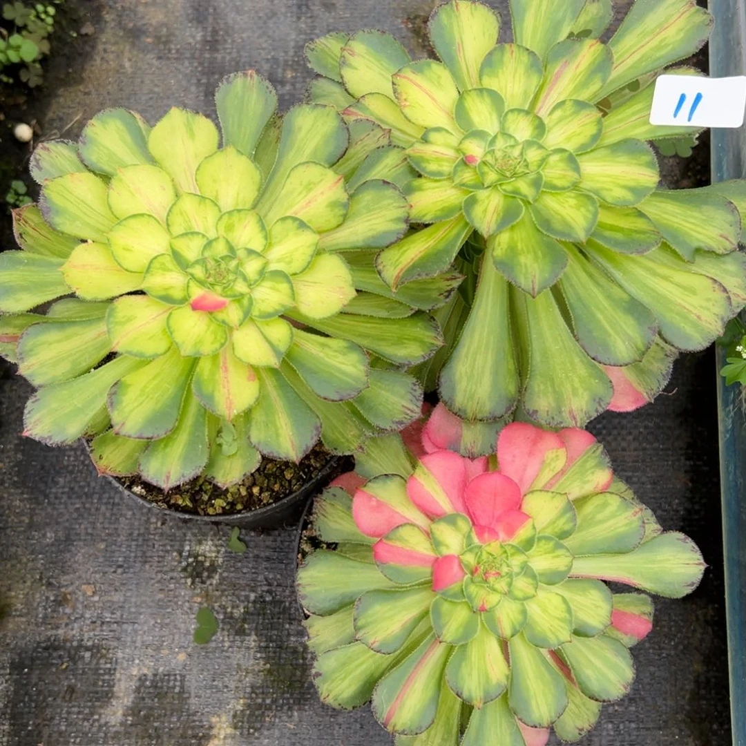 11知否三颗多肉植物和