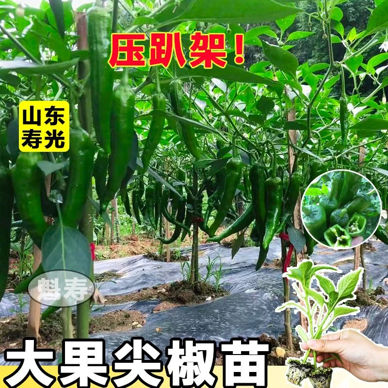 寿光羊角尖椒秧苗种子高产大果青椒种籽辣椒苗四季阳台盆栽蔬菜苗