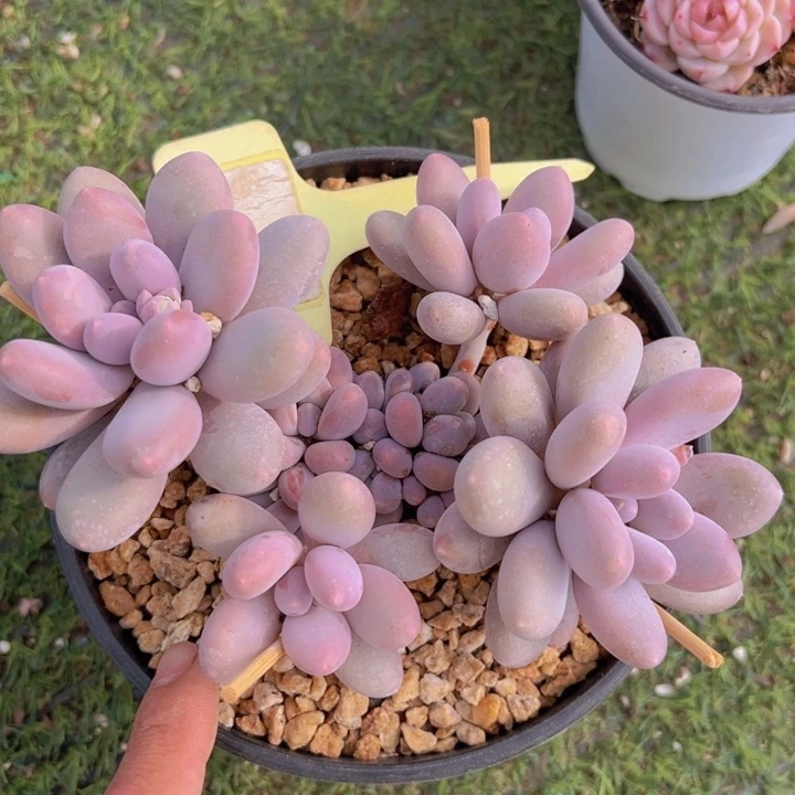 健健康康平平安安