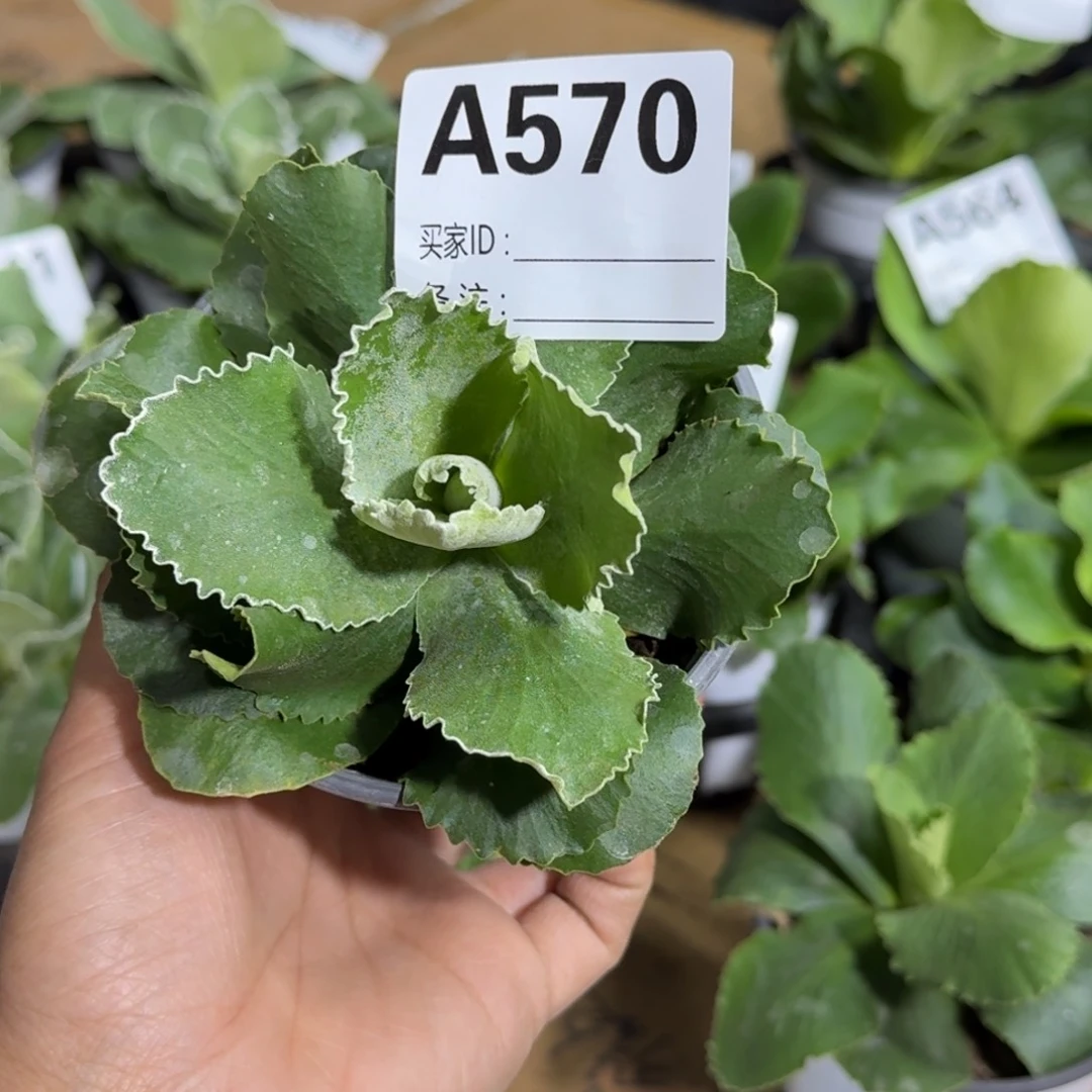 Y****i一物一拍  耳叶A570