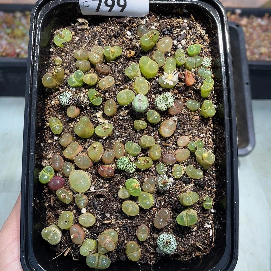 当天凑满十八元包邮799