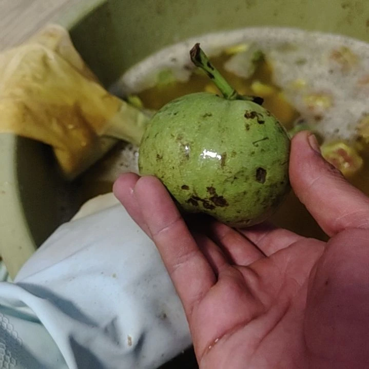 文玩核桃把件新下树核桃全品无修