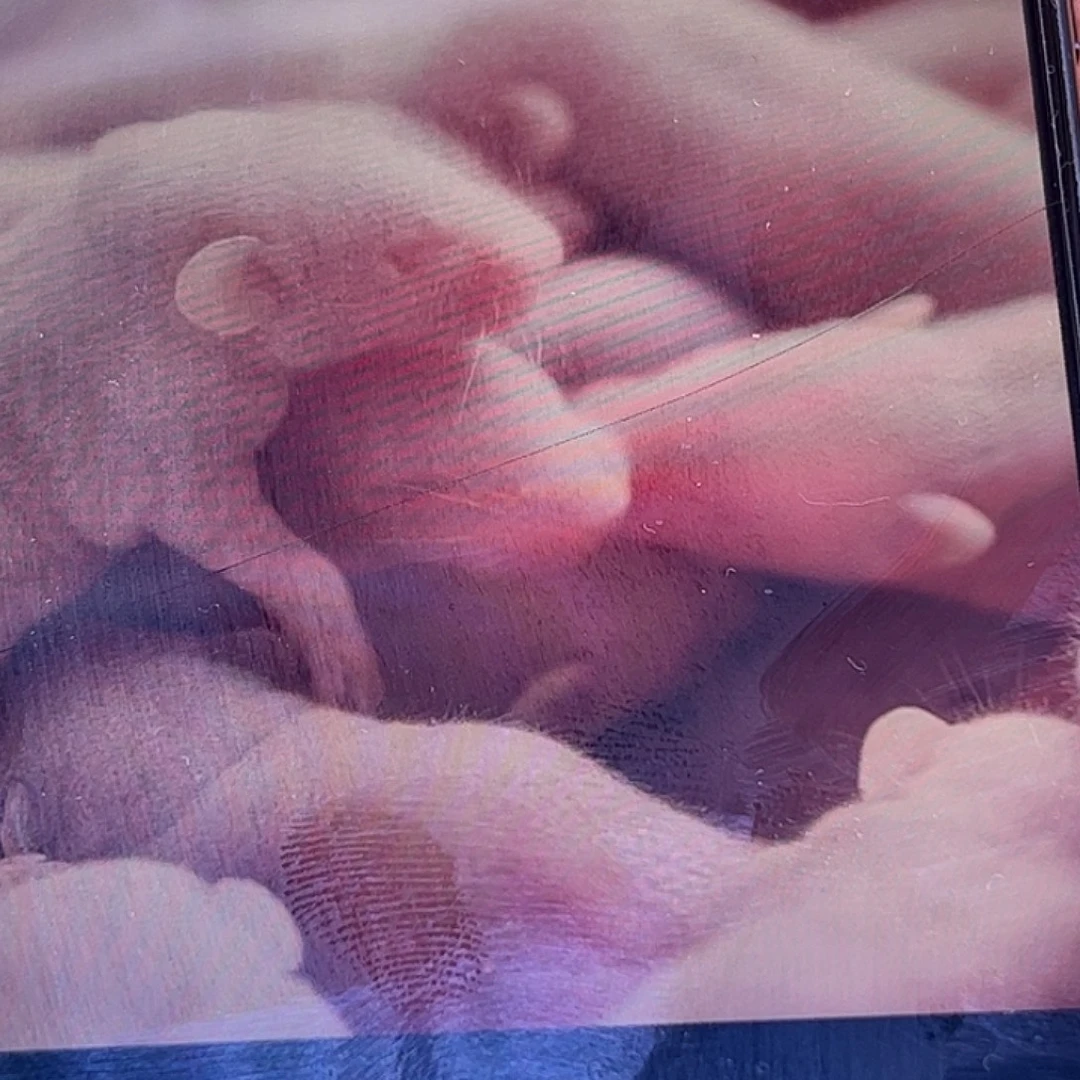 新鲜出炉乳鼠质量非常好