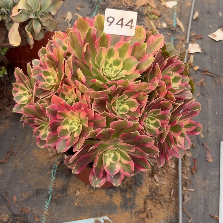 夜罗刹多肉植物不包损944