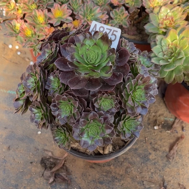 赤炎链多肉植物875.