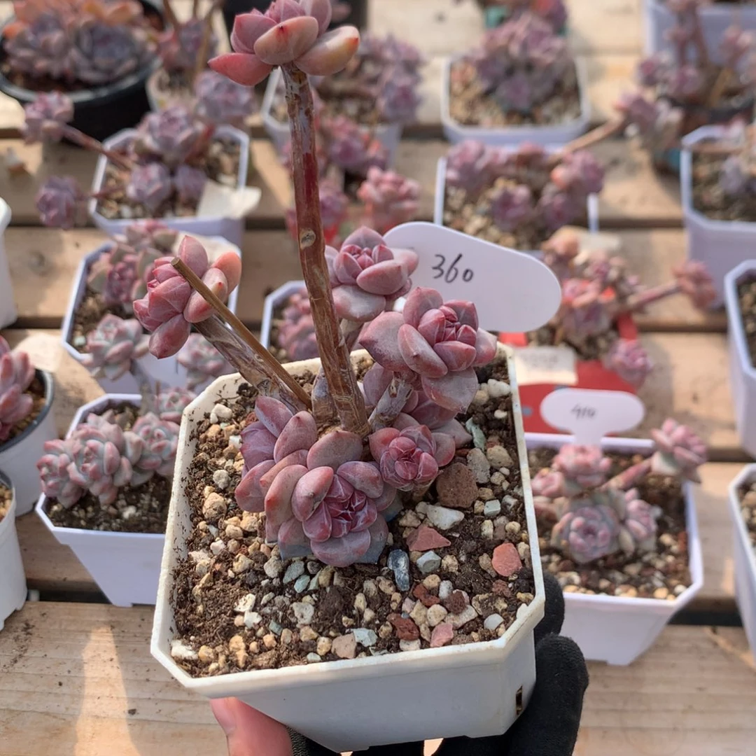 9.5厘米八头有砍无根石榴籽  小脸 360