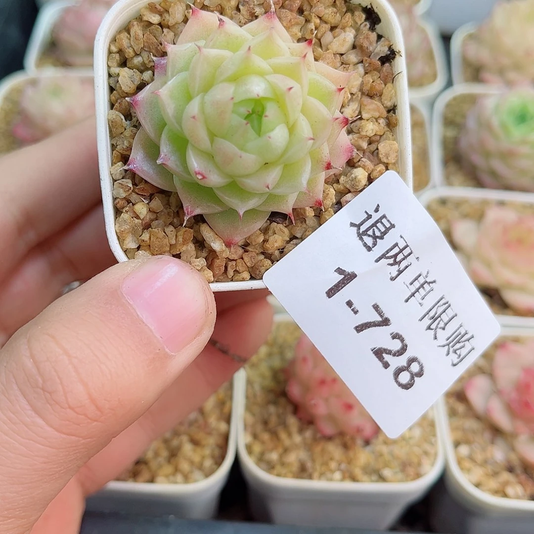 1-728 新疆西藏内蒙不发12.8包邮2-3公分多肉