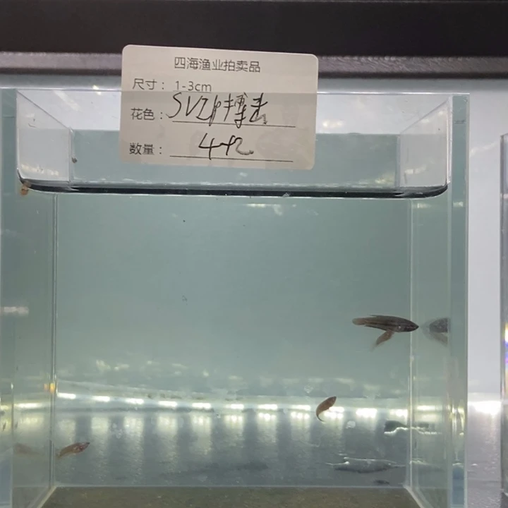 斗鱼包活不包损所见即所得078