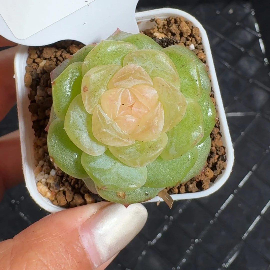 0705-098-纯牛奶单头
