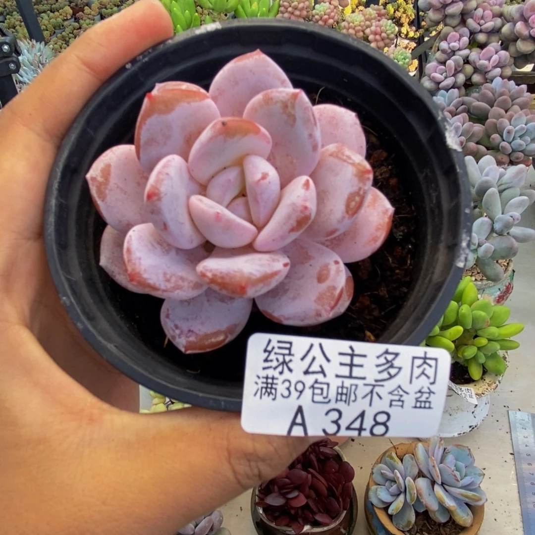 348冰糕多肉肉5cm