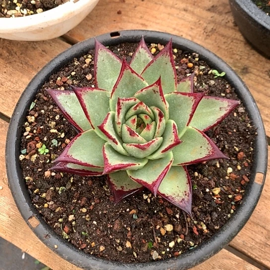 美肉特价活动开始啦