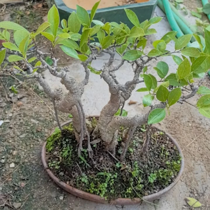 抱***芳榕树一个带岔包邮