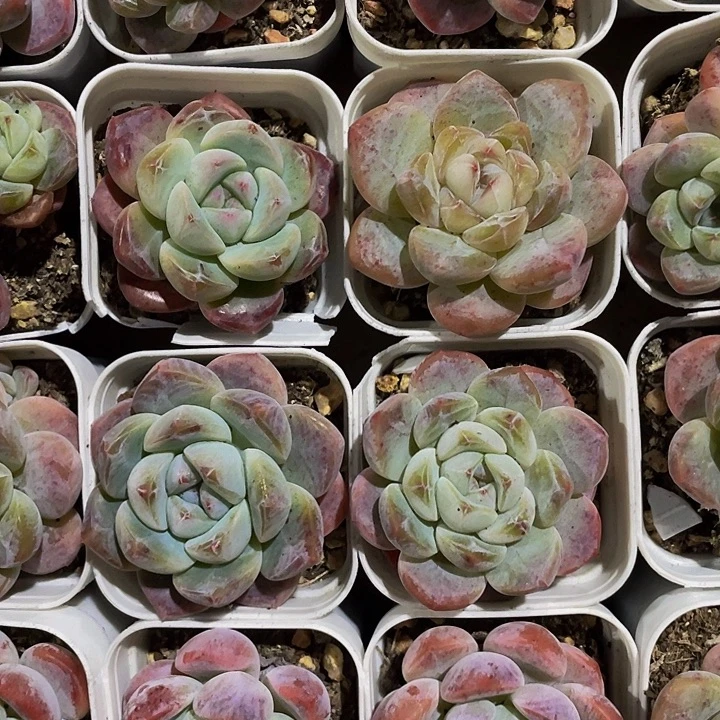 刚毅2.8带盆土发货