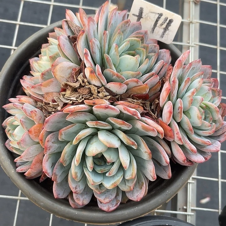 79全明星两单包邮，一物一拍