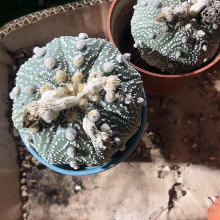 单头浓白兜帽25包邮