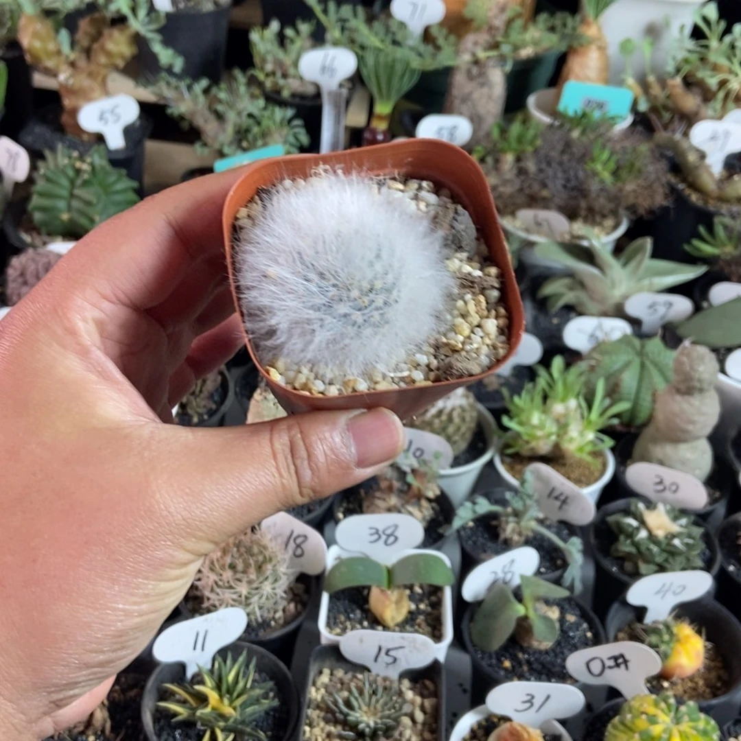 无刺丽光殿一物一拍