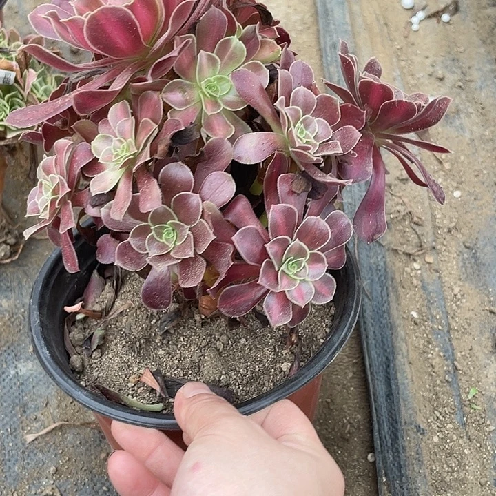 243红日多肉植物法师