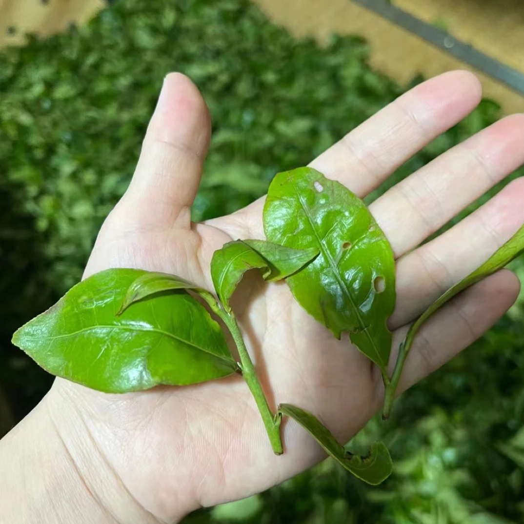 正宗凤凰单丛绿单丛茶抽湿鸭屎香高香甜润单丛绿茶