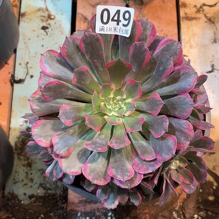 049冰铜锦掌心多肉法师锦不包侧枝断枝