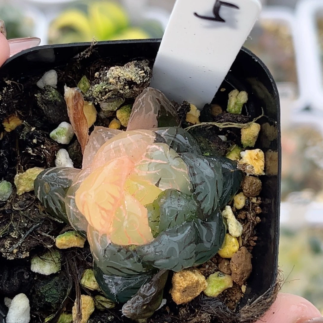 5冰灯玉露锦福利专场