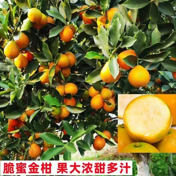 【带果发】正宗嫁接脆蜜脆皮滑皮金桔柑树苗橘子苗小金桔四季可种