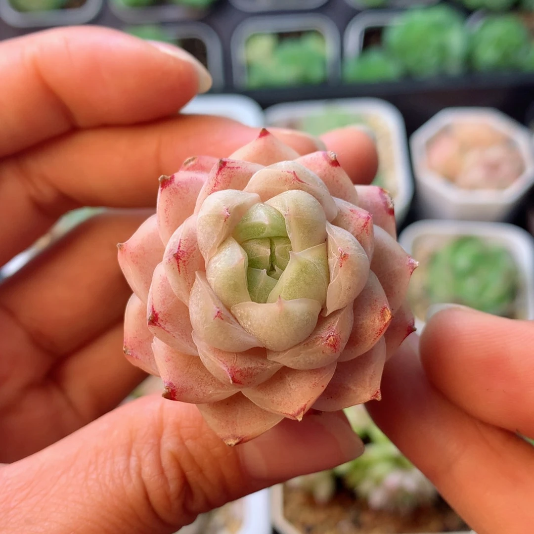 58包邮  群生不包整 34