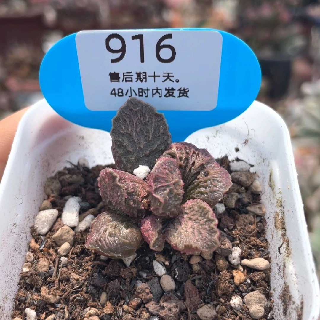 七***呀大鱼。    916。