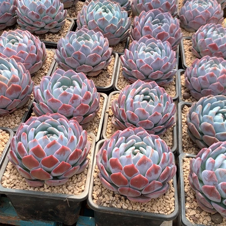 精控单头包子橙梦露两单包邮
