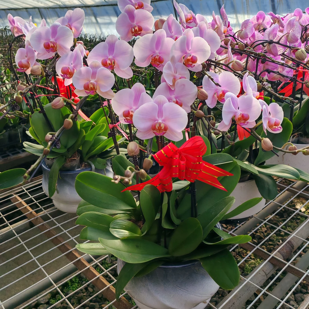 【8株晚风蝴蝶兰】带花苞带花带瓷盆送货上门