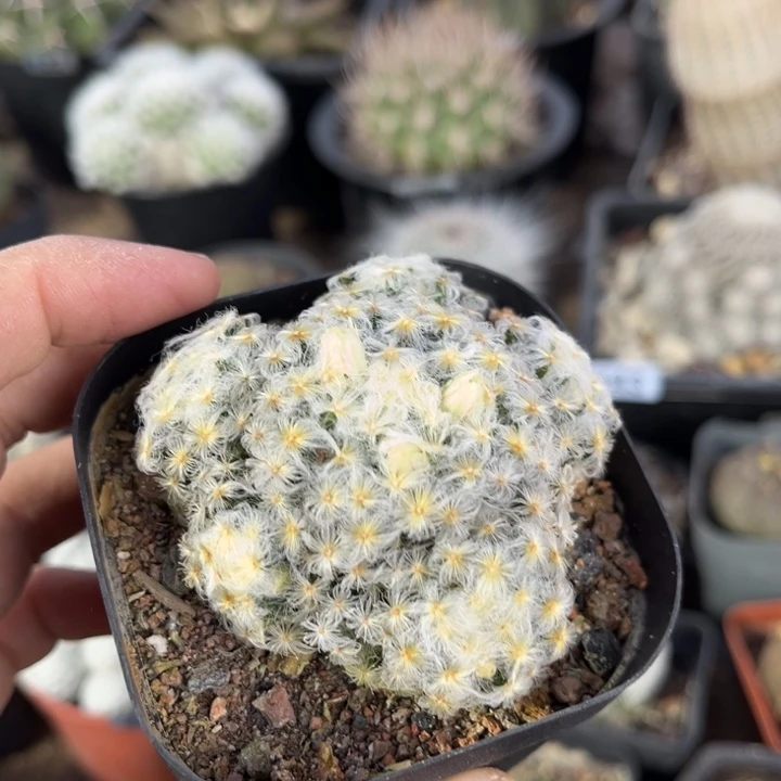 仙人球一物一拍自根