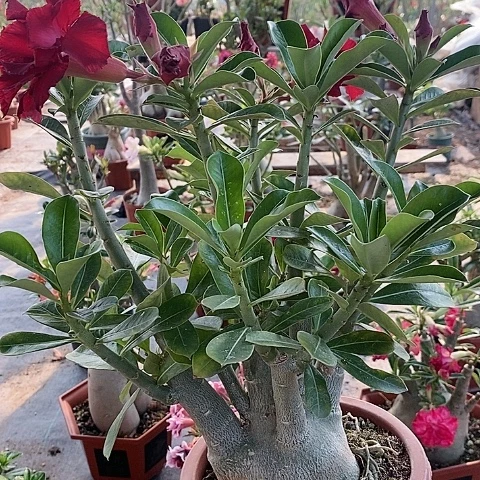 【闪购商品】当前无花朵，栽培后可花朵为**琴绿植