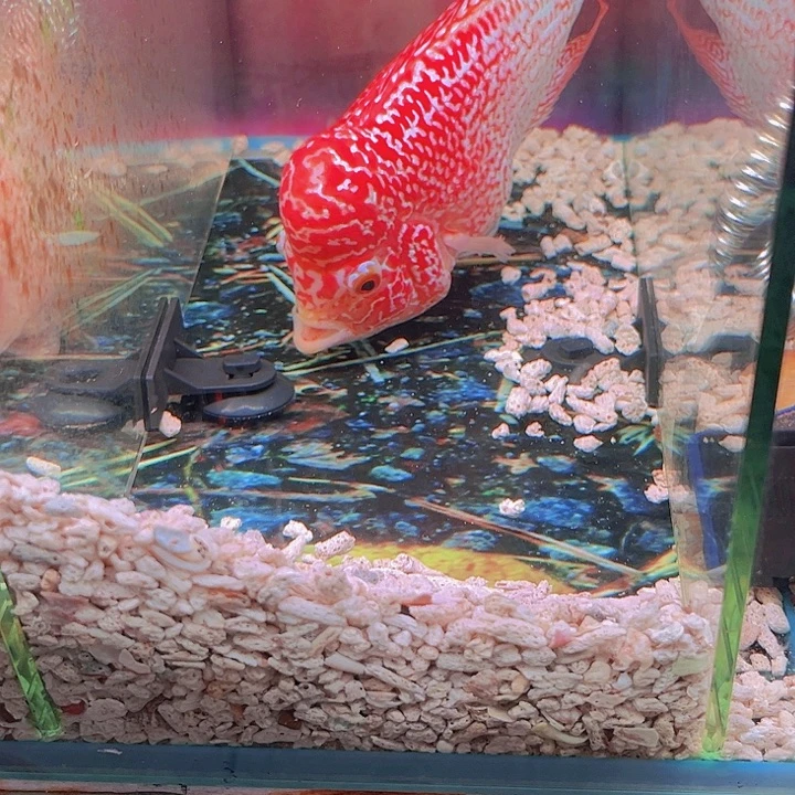 纳***凉罗汉鱼火凤罗汉鱼