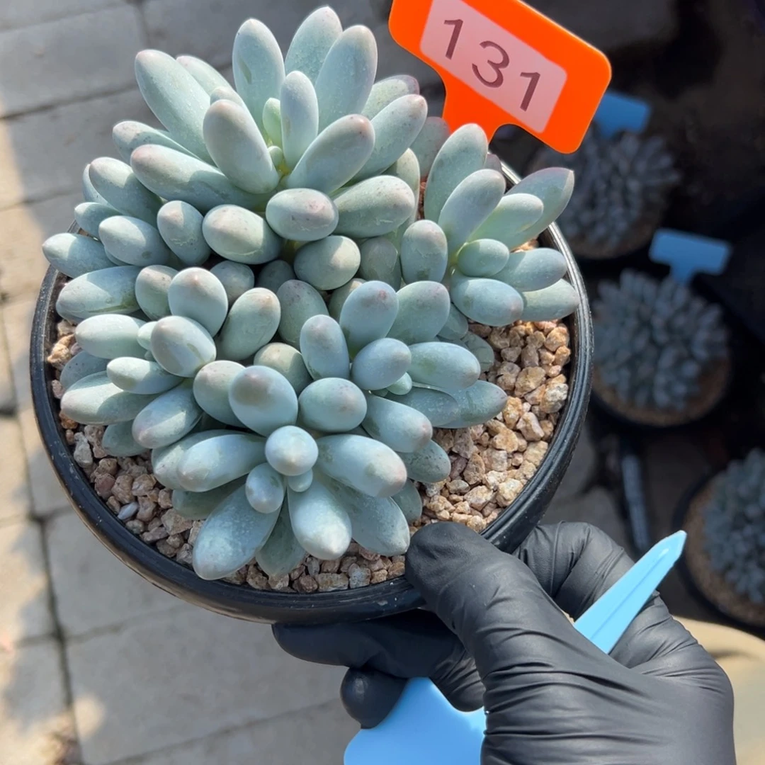 特价汤圆11111111111111