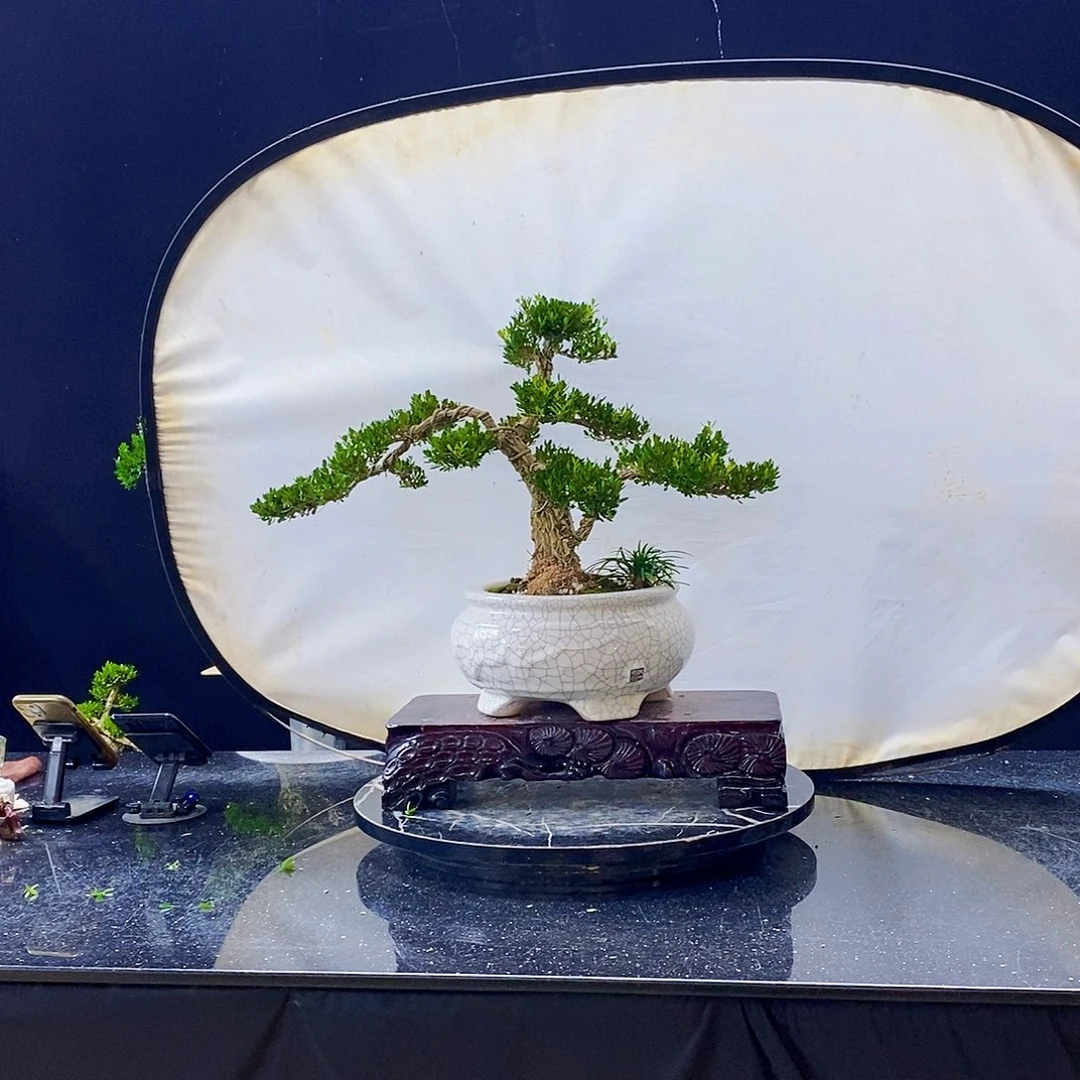 无花朵黄杨盆景造型