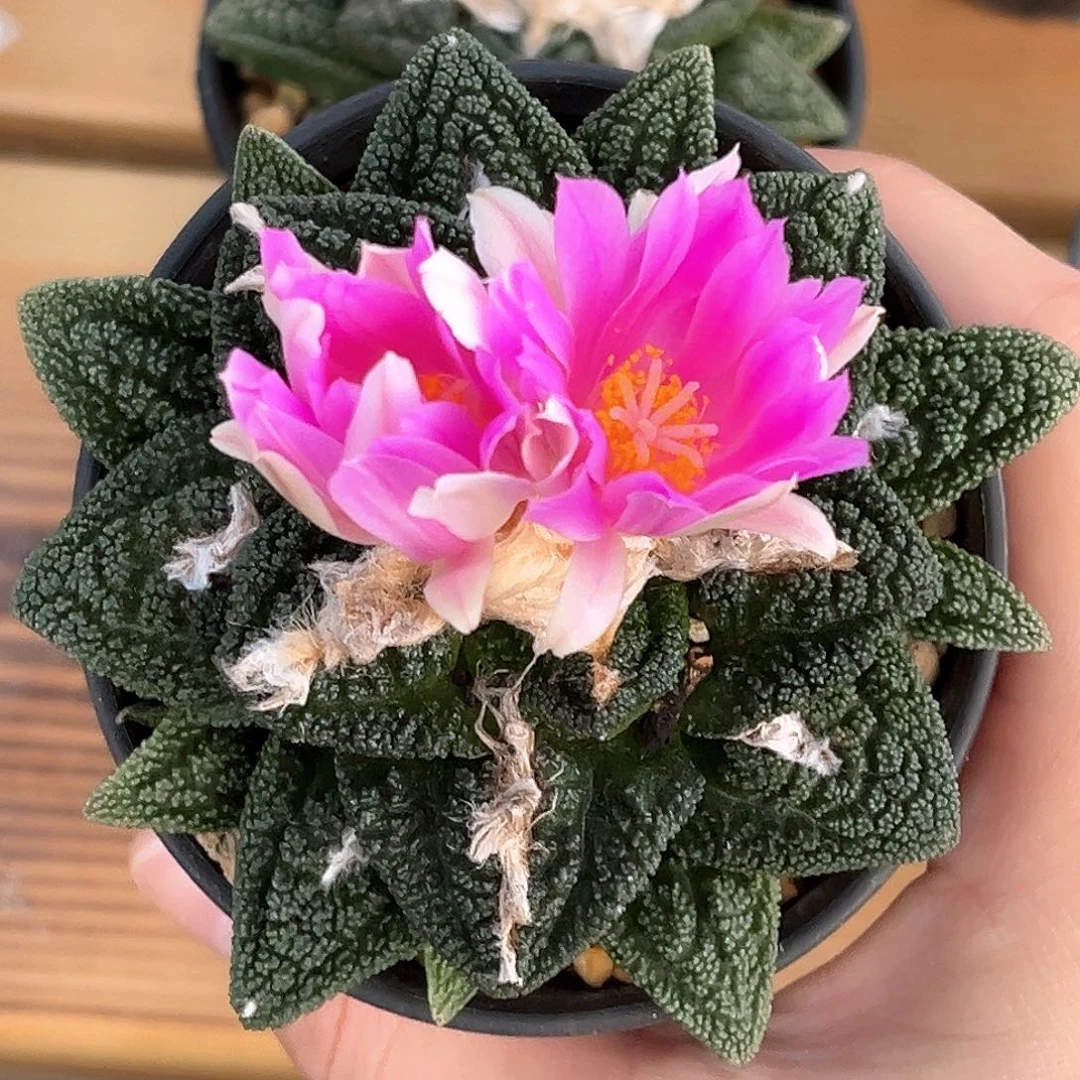 精品辛顿牡丹，开花