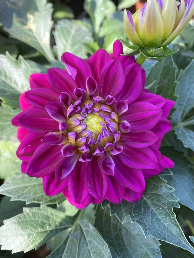 小丽花【梦幻紫】盆栽阳台庭院养殖多年生花期长多色颜值高